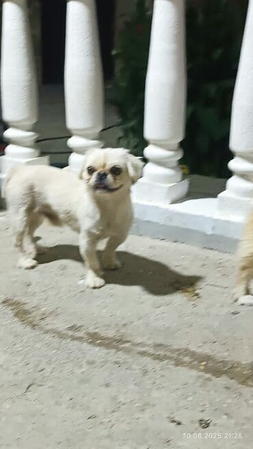 etibarli elere verilir: Pekines, 2 il, Erkek, Peyvəndli, Ünvandan götürmə — 2