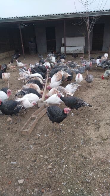 kanada hinduska satilir: Yerli hinduşqalardı. Diri halda satılır. Dişlər diri çəkisində 1 kq — 1