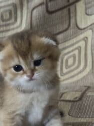 pişiy balası: Qızıl şinşilla, Erkək, Dişi, Yaxşı əllərə — 3