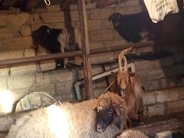 qoyun quyrugu: SALAM ALLAH HƏR KƏSİN MALINA BƏRƏKƏT VERSİN HEYVANLAR SATILIR KECİ — 4