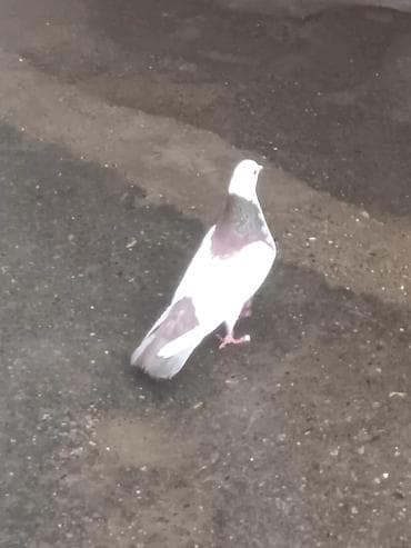 Qeyd: Elanda təqdim olunan məhsul — şəkillərdəki göyərçindir. - Növ