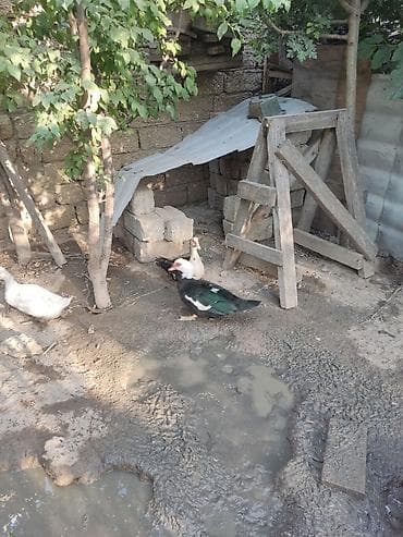 hind ördəyi: Dişi, | Lal ördək, Damazlıq, Ünvandan götürmə — 4