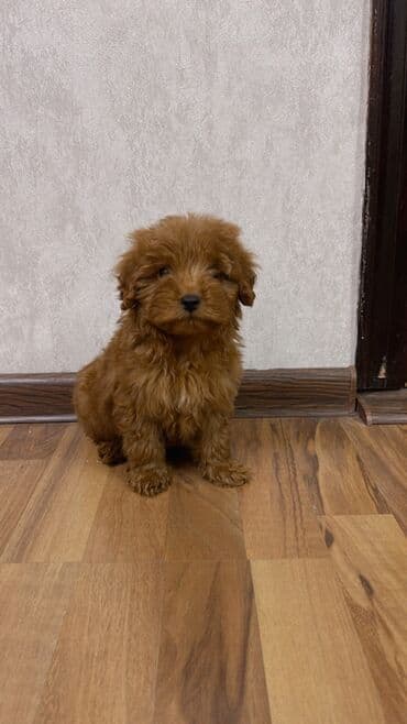 it pitbull: Pudel, 2 ay, Erkek, Peyvəndli, Ünvandan götürmə — 2