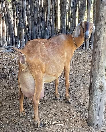 keçi: Ikinci defe dogan ekiz balali alpine kecisi sudu her saganda 3. 3 — 4