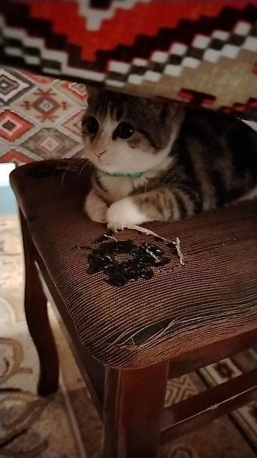 mal heyvan satisi: Yaxşı əllərə — 3