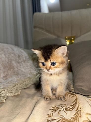 pişiy: Şotland yastı qulaq — 5