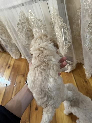 satliq ov itleri berde: Pudel, 1 ay, Dişi, Ödənişli çatdırılma — 4
