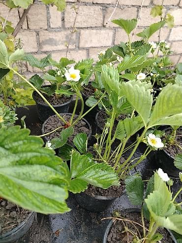 fındıq ləpəsi qiyməti: Çiyələk stilleri satilir, murona albion qarisiq sortdu. 100 den cox — 7