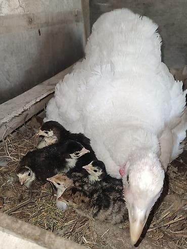 ətlik cucələr: Hinduşka cücələri, Damazlıq, Ödənişli çatdırılma — 2