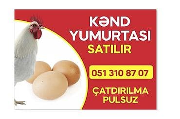 qozlu gilas murebbesi: Dadli mayali kend yumurtasi ozum yetiwdirdiyim toyuglarin yumurtasdi — 2