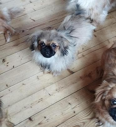 Pekines (Pekingese) balaları - Cins: Pekines - Rənglər: açıq kremdən