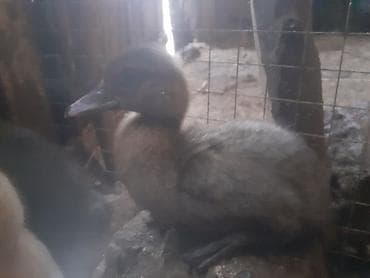 qurdbasar balası: Erkək, | Macar, Damazlıq, Ünvandan götürmə — 9