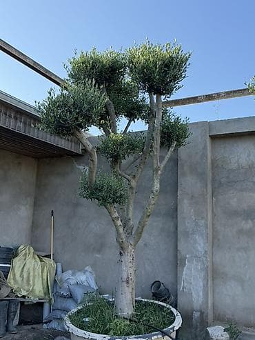 Dekorativ budanmış zeytun ağacları (Olea europaea) - Növlər