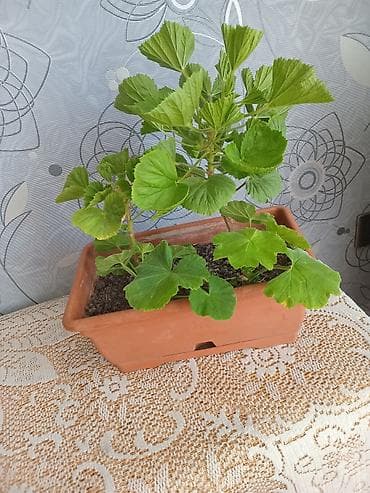 Otaq bitkiləri: Pəncərə qutusu üçün ətli saksı bitkisi – 2 köklü pelargonium — 4