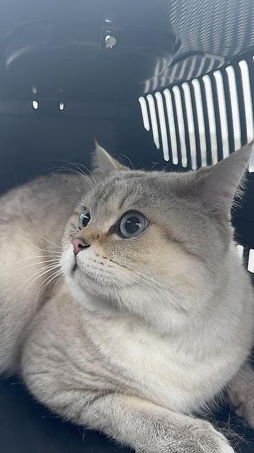 Britan, Erkək, Yaxşı əllərə, Ünvandan götürmə, Ödənişli çatdırılma lalafo.az -da Britan, Erkək, Yaxşı əllərə, Ünvandan götürmə, Ödənişli çatdırılma