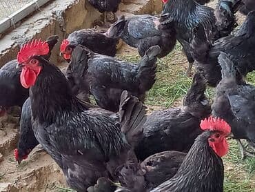 sort toyuq: Toyuq, Australorp, Damazlıq, Ünvandan götürmə, Ödənişli çatdırılma, Rayonlara çatdırılma — 1