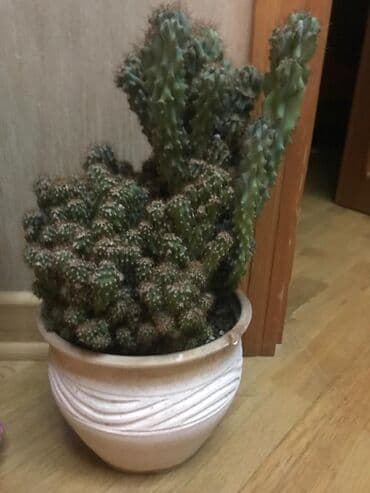 все для сада и огорода в баку: Dibçəklər satılır.Qiymətlər 10-35 arası dəyişir — 3