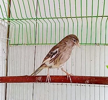 Птицы: 1 yaşınnda cüte hazır qızğın maya — 2