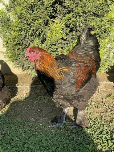 pişik satışı ucuz: Brama xoruzları. Biri 2 illik xoruz - 100₼ İkisi 7 aylıq xoruz — 6