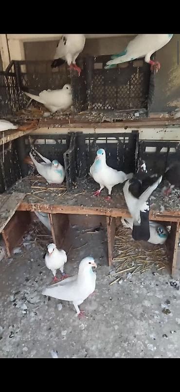 goyercin bazari: Tərgitmə quşlar 15qusdu hamsda ucuzdu qusdardi olarin balalardi kom — 3