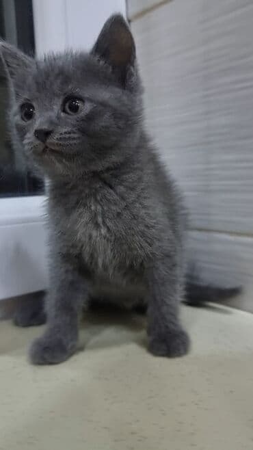 pişik şekileri: Şotland, Erkək, Ünvandan götürmə, Ödənişli çatdırılma — 7