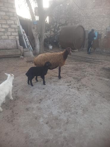 Qoyun və quzu dəsti Qoyun yerli qala cinsi sudlu qoyundu bir lalafo.az -da Qoyun və quzu dəsti Qoyun yerli qala cinsi sudlu qoyundu bir