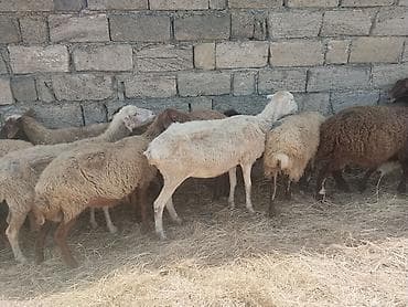 satdig quslar: Salam tam saglam heyvanlar satilir qoyun quzu keci cepis qoc kime ne — 6