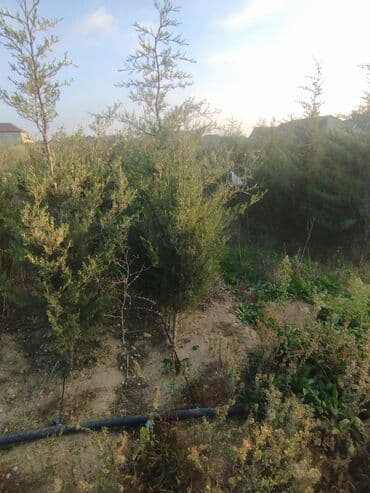 ağaclar: Satılır: iynəyarpaq şam ağacları (fidanlar) - Növ: Şam (Pinus) – — 21