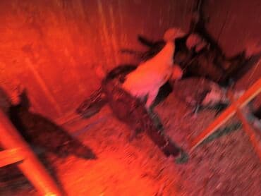 Erkək, Kanada, Amerika, Ətlik, Ünvandan götürmə, Ödənişli çatdırılma lalafo.az -da Erkək, Kanada, Amerika, Ətlik, Ünvandan götürmə, Ödənişli çatdırılma