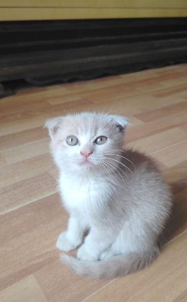 maykonq pişiyi: Şotland yastı qulaq — 3