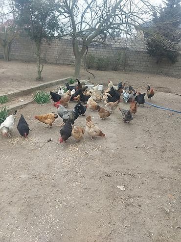 toyuq qaz: Toyuq, Yumurtalıq — 1