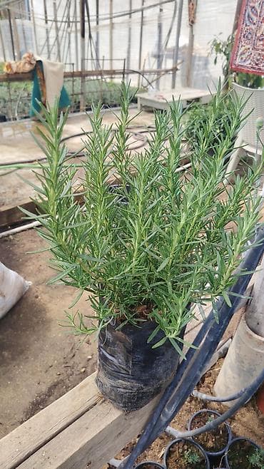 qab gulleri: Rozmarin (Rosmarinus officinalis) fidanları – qablarda yetişdirilmiş — 6