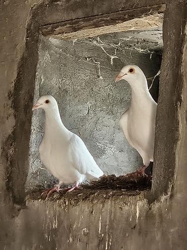 goyercin satışı: Drakonlar Erkey maya hazir cütdüler real alanar buyursun ünvan Ramani — 1