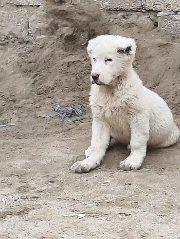 bala itler: Alabay — 1