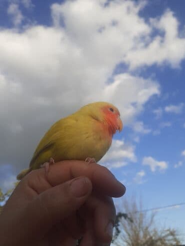 Heyvanlar üçün mallar: Narinci-çəhrayı yanaqlı, sarı tüklü sevgi tutuquşusu (lovebird)satılır — 3