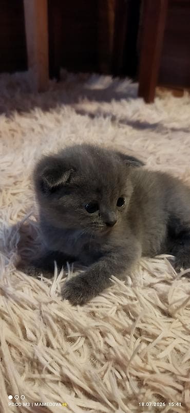 hamster satis: Britan — 2
