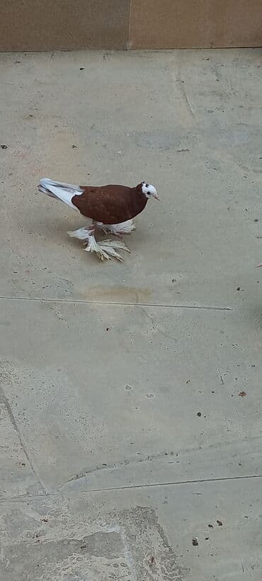 Cins göyərçin – ağ başlı, qəhvəyi-bənövşəyi bədənli, ağ quyruqlu və — 2