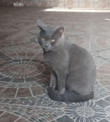 ingilis setter it cinsinin digər adı: Şotland, Erkək, Yaxşı əllərə — 1