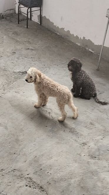 toy pudel satışı: Pudel — 5