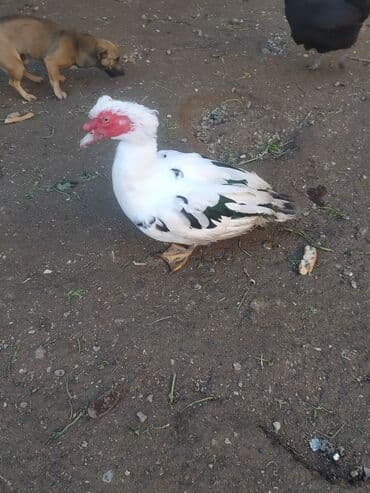 Inəklər, öküzlər: Erkək, | Lal ördək, Damazlıq, Ünvandan götürmə — 9