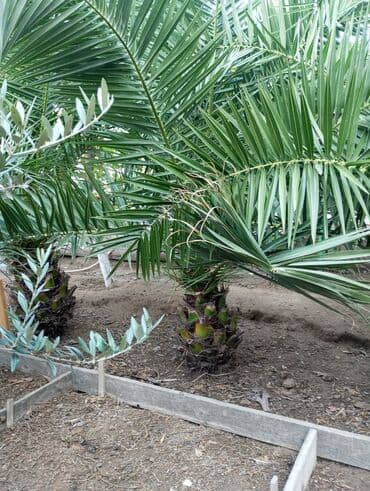 sultan daragi gülü: Деревья — 9