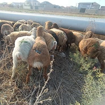 meymun almaq: Salam aleyküm 26 baş quzdu 23 erkey 3 dişi. kom alana endirim olacaq — 1