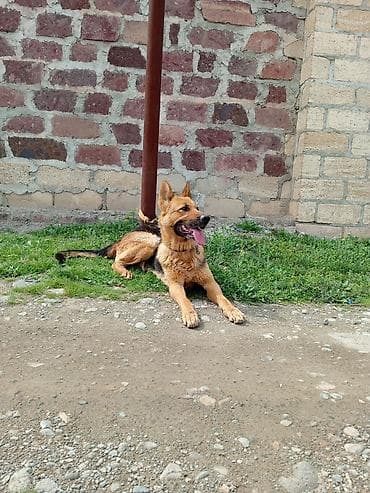 boyuk itlər: Alman çoban iti, Erkek — 1