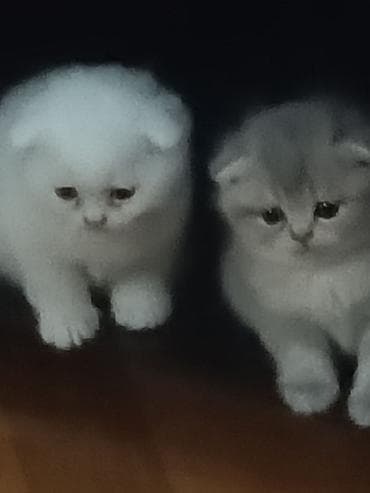 pişik cutleşdirme: Şotland yastı qulaq — 4