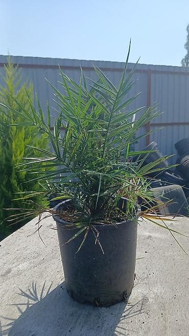 bitki guli: Saksıda xurma palmisi (Phoenix spp.) - Növ: cırtdan/xurma palmisi — 1