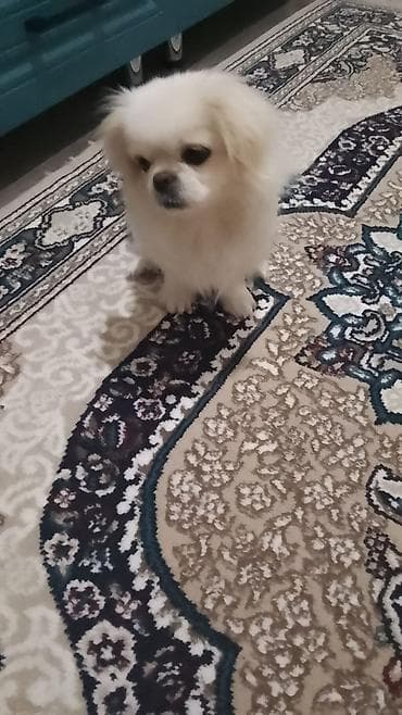 Собаки: Пекинес, 8 месяцев, Самка, Бесплатная доставка — 3