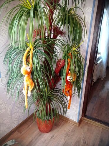 Xalçalar: Palma 30 manat — 1