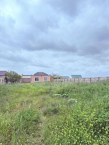 12 sot, Tikinti, Kupça (Çıxarış) — 2