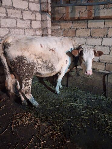 Südlük/ətlik iri buynuzlu heyvan – inək - Cins: Yerli qarışıq tip, ağ lalafo.az -da Südlük/ətlik iri buynuzlu heyvan – inək - Cins: Yerli qarışıq tip, ağ