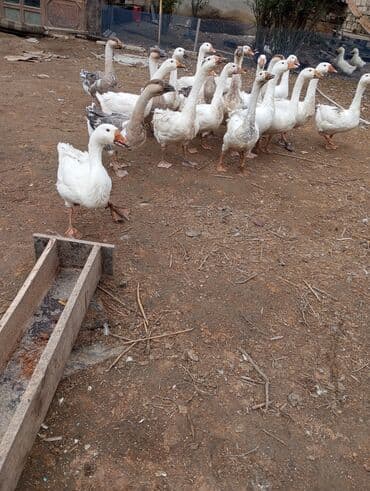 bmw 3 серия 328i at: Erkək, Damazlıq — 5